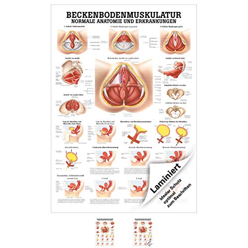 Sport-Tec Beckenbodenmuskulatur Lehrtafel Anatomie 100x70 cm medizinische Lehrmittel von Sport-Tec