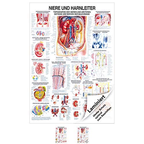 Sport-Tec Reflexzonen Fuss Poster Anatomie 70x50 cm medizinische Lehrmittel 
