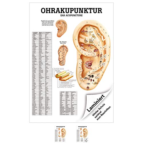 Sport-Tec Ohrakupunktur Poster Anatomie 70x50 cm medizinische Lehrmittel von Sport-Tec