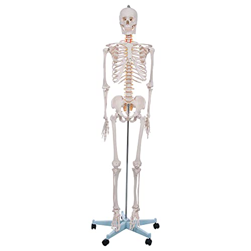 Skelett Schulskelett inkl. Stativ 178 cm, Anatomie Skelett lebensgroß, Anatomische Lehrmittel, Knochen Schädel von Sport-Tec