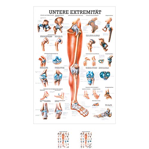 Sport-Tec Untere Extremität Mini-Poster Anatomie 34x24 cm medizinische Lehrmittel von Sport-Tec