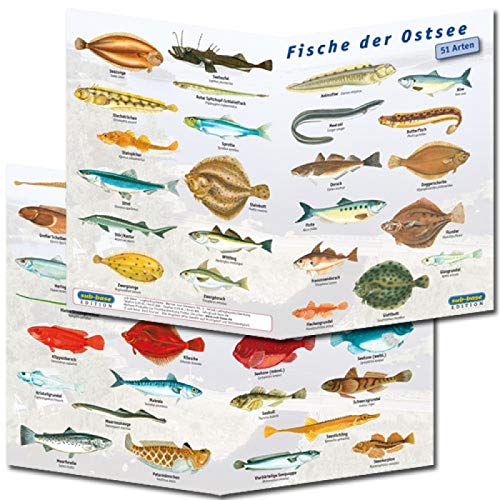 Fischfaltblatt Fischbestimmungskarte Faltblatt zur Fischbestimmung Mittelmeer, Süßwasser, Rotes Meer (Ostsee) von Sub-base