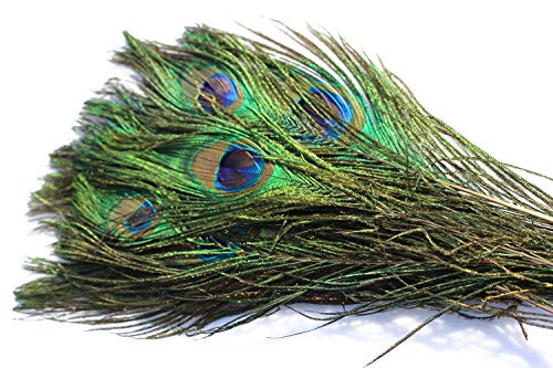 Tigofly 6 Stück natürliche Farbe Pfauenfedern Schwanz Herls Quills für Nymphen Nassschlangen Fliegen DIY Fliegenfischen Bindematerialien von Tigofly