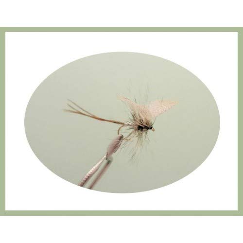 Drake Angelfliegen, Größe 10, Grau, 12 Stück von Troutflies UK Dry Flies