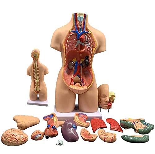 Anatomie Des Menschlichen Torsos, Modell Der Menschlichen Organe, 4D Anatomisches 19-Teiliges Zerlegtes Montagemodell Der Menschlichen Organe Für Die Bildung Mit Herz-Kopf-Gehirn-Skelett-Modell von UIGJIOG