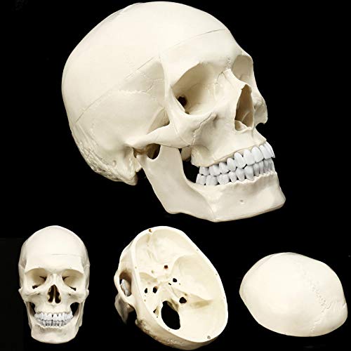 Anatomisches Modell der Medizin, Modell menschliche Kopf-Schädel-Schädel-Anatomie, Leiter der Anatomie Studie Lehrbedarf Anatomie 2020 von UIGJIOG