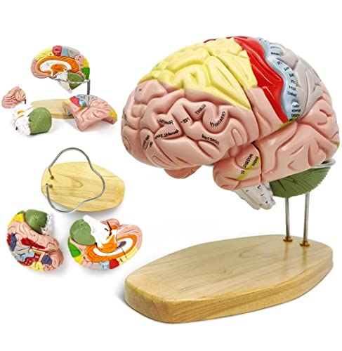 Gehirn Modell Menschliche Anatomie Modell 2Times Life Size Human Regional Brain Model Cerebral Cortex Nerve 4Parts Und Eine Unterstützung Mit Etiketten Für Das Lernen Studie Display Medical Model von UIGJIOG