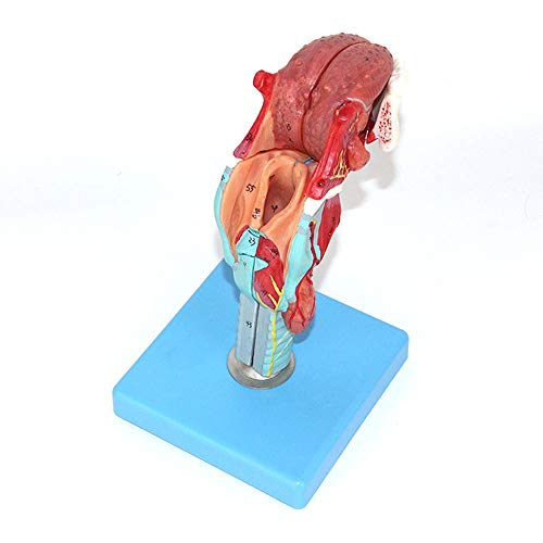 Medizinische Institution Otolaryngologie Menschliches Mundstückmodell Des Mundstücks Laryngeal Modell Laryo Modell/Zunge/Zahnmodell/Laryngealanatomie Modell/Schilddrüsenmodellschule Ausbildung von UIGJIOG