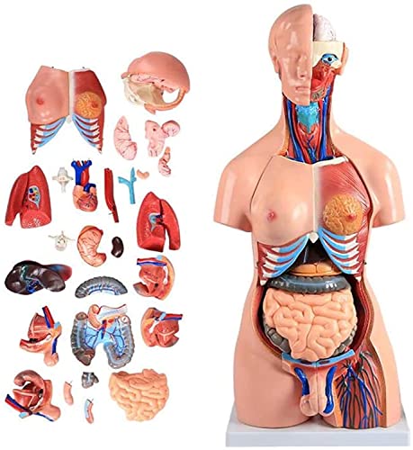Menschliches Körpermodell 55/85Cm Torso Anatomisches Modell Kann Abgenommen Werden 21PCS/23PCS Männliche Und Weibliche Fortpflanzungsorgane Anatomie Menschliche Organe Mit Der Inneren Organe,85cm von UIGJIOG