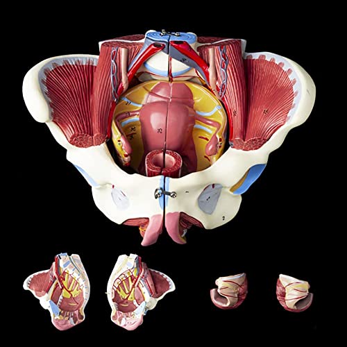 UIGJIOG 1: 1 lebensgröße weibliches Beckenmodell mit Beckenbodenmuskeln Perineum Modell weibliches Anatomie Modell abnehmbar anatomische Beckenreproduktionslehre von UIGJIOG