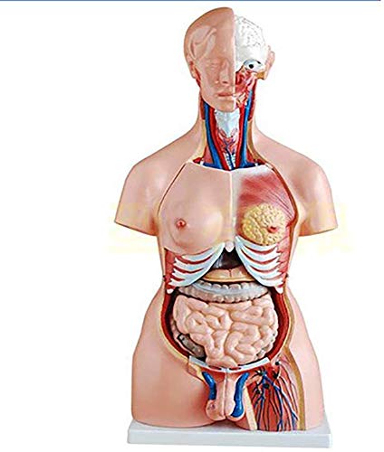 UIGJIOG 23 Stück 85cm-Innere Organe Medizinisches Anatomisches Modell der menschlichen Körper in der menschlichen Torso Von dem Unterricht, Mann oder Einer Frau von UIGJIOG
