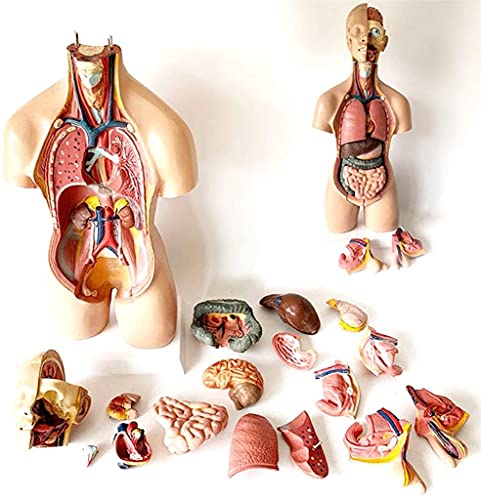 UIGJIOG 28/45/55cm Torso Anatomy Model 15-19 Removable Human Body Model with Organs Organ Model Anatomical Model Medical Model with Heart Head Skull Brain,Flesh55cm von UIGJIOG