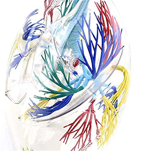 UIGJIOG 2X Vergrößertes Transparentes Menschliches Lungenmodell, Anatomisches Modell Transparente Lungensegmente Modell Menschliche Lunge, Bronchialbaum Lungenanatomie, Thoraxchirurgie Atemmachen von UIGJIOG