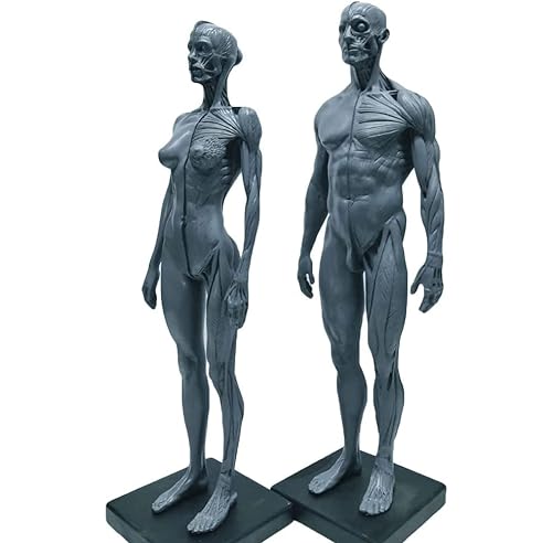 UIGJIOG 30cm Harz Harz Anatomisches Modell, männlich und weibliche graue halbe Muskeln Hälfte der Haut Anatomie-Schädel-Körpermodell-Muskelknochenmodell von UIGJIOG