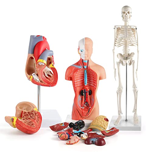 UIGJIOG 3D Anatomie Modell Human Heart Torso und Skelett Modell Human Anatomy Models Learning Kit Für Kinder, Studienwerkzeuge Für Anatomie und Physiologie 3 Stücke von UIGJIOG