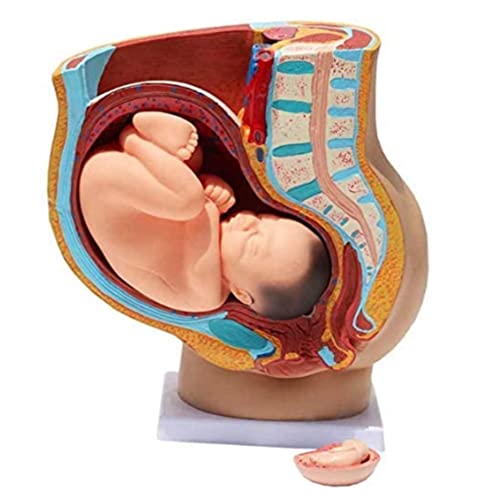 UIGJIOG 4 Teile Menschliche weibliche Beckenabschnitt Schwangerschaft Anatomisches Modell Schwangerschaft 9 Monat Baby Modell Wechselküche Schwanger Menschen Schwangeres Weibliches Becken von UIGJIOG