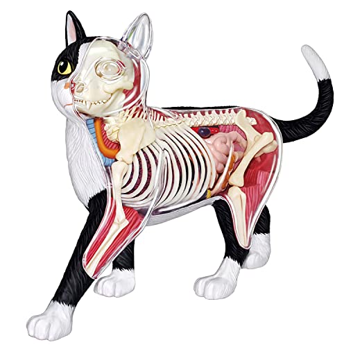 UIGJIOG 4D Cat Skeleton Anatomie Modell Kit Abnehmbare und zusammengebaute Katze Skeleton Anatomical Model Study Model Lehre Werkzeug für Kinder von UIGJIOG
