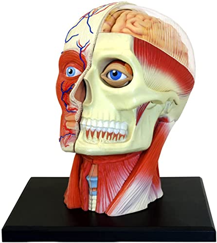 UIGJIOG 4D Menschlicher Kopf Anatomie Modell 14 Abnehmbare Teile Menschlicher Kopf Muskulatur Nervenorgan Anatomie Medizinische Unterrichtsmodell von UIGJIOG