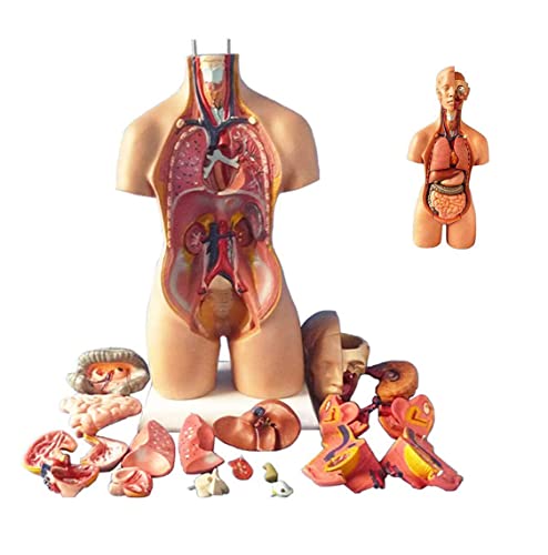 UIGJIOG 55 cm Torso Assemblierung Modell Anatomische innere Organe des menschlichen Körpers menschlicher Körper menschlicher Körper Anatomie der Brust für die Bildungsunterricht von UIGJIOG
