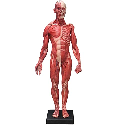 UIGJIOG 60 cm Skulptur Menschlichen Bewegungsapparat Anatomie Modell Medizinische Lehre Menschlicher Körper Muskelmodell Bewegungssimulation Lehrmittel Malerei Kunst Männlich von UIGJIOG