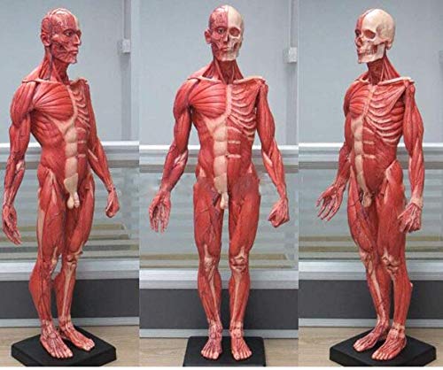 UIGJIOG 60CM Mensch Human Torso Männlich Harz Schädel Anatomisches Modell,des Skeletts Für Fleischmuskel Anatomie Oberflächlicher Muskel von UIGJIOG