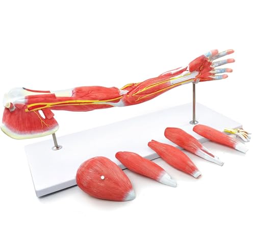 UIGJIOG 7 Parts Life Size Muscle Model Human Arm Model,Human Muscular Arm Teaching Model,Human Arm Anatomical Anatomy Arm Model,Upper Limb Muscle Model Shoulder Anatomy Model Muscular Hand Model von UIGJIOG