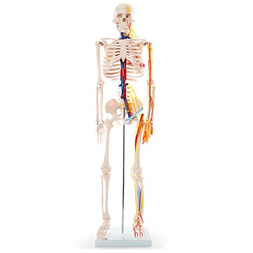 UIGJIOG 85cm Anatomisches menschliches Skelett Modell Skeleton mit Nerven und Blutgefäßen Medizinische Bildungsbildungshilfe Unterricht Skeleton Modell von UIGJIOG