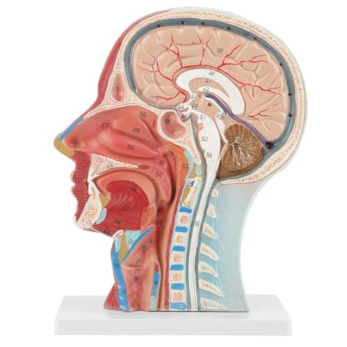 UIGJIOG Anatomie Kopf Schädel Modell Neurovaskuläres Modell Muskelmodell Anatomie Diagramm Anatomische des menschlichen Körpers Halber menschlicher Kopf Modell des Gehirns von UIGJIOG