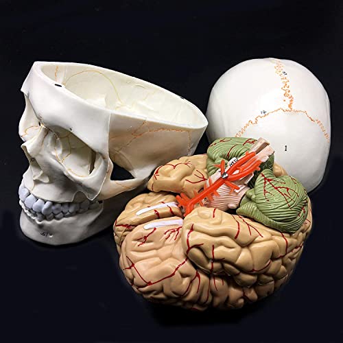 UIGJIOG Anatomie Schädel Modell 19X15x21cm Menschlicher Schädel Mit Gehirn Anatomisches Modell 8-Teilige Lebensgroße Anatomie Zum Lehren Medizinischer Modelle von UIGJIOG
