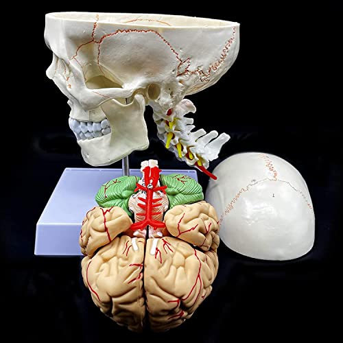 UIGJIOG Anatomieschädel, menschlicher Schädel mit Gehirn- und Halswirbra anatomischem Modell Lebensformat Anatomie für Klassenzimmer-Studienanzeigemodell für Patientenausbildung von UIGJIOG