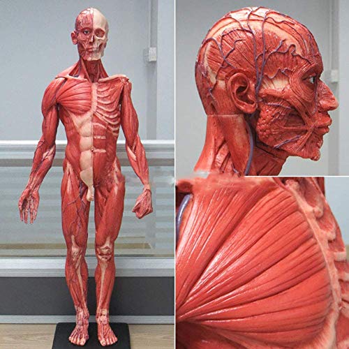 UIGJIOG Anatomisches Modell 60CM Mensch Männlich Harz Schädel des Skeletts Für Prothesenzähne Fleischmuskel Anatomie Oberflächlicher Muskel Künstlerischer Körper von UIGJIOG