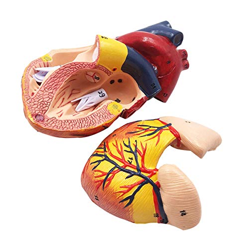 UIGJIOG Anatomisches Modell Herz 1: 1 Menschliches Herz Modell, Herzmodell, 2-Teilig, Natürliche Größe Ausbildungshilfe Pädagogische Lernwerkzeug- 11 X 11 X 12 cm von UIGJIOG