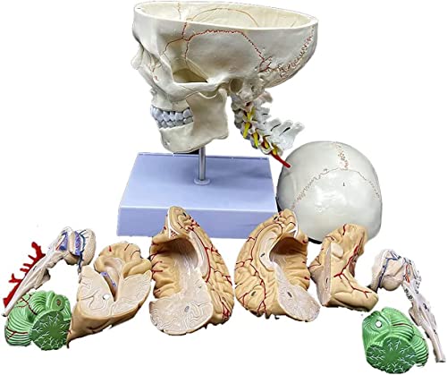 UIGJIOG Anatomisches Modell des Gehirns des Schädel Anatomischen Menschlichen Schädelmodell Mit Gehirn Menschlich von UIGJIOG