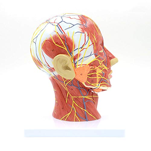 Anatomisches Modell menschliche Schädel mit Muskel-und Nerven Gehirn Blutgefäß Kopf-Teil Modell Human Anatomy Medical Education von UIGJIOG