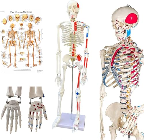 UIGJIOG Anatomisches Skelett Modell des Menschen 85Cm Für Die Medizinische Ausbildung Die Krankenhauskliniken von UIGJIOG