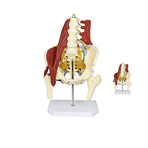 UIGJIOG Beckenmodell Anatomisches Modell für Rücken-Lendenwirbelsäule mit Beckenbodenmuskel-Anatomie-Modell Lebensgroßes anatomisches Skelettmodell für Erwachsene von UIGJIOG