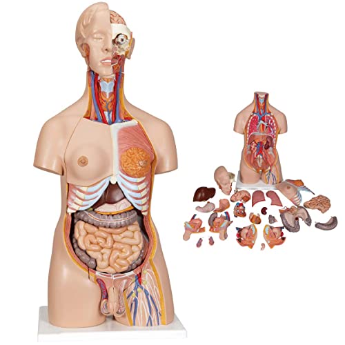 UIGJIOG Bisexuelles Torso-Modell,Human Anatomy-Modell Kann Das Gehirn Die Abnehmbaren Inneren Organe Mit Männlichen Und Weiblichen Fortpflanzungsorganen, 24 Zersetzungsmodell, 85 cm Beobachten von UIGJIOG