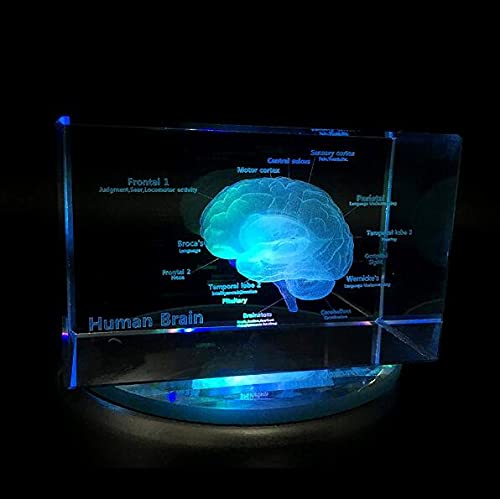 UIGJIOG Crystal Anatomy of Human Brain Anatomical Model 3D Paperweight (Laser Etched) Science Gift Cube Medical Souvenir with LED Base,6 * 6 * 10cm von UIGJIOG