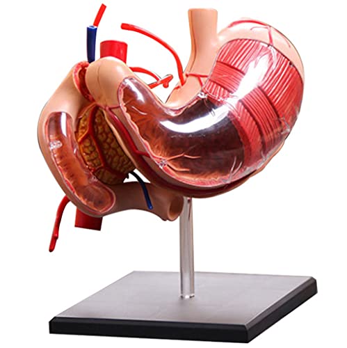 UIGJIOG Demonstrationsmodell eines Organs des Magen anatomischen Modells des abnehmbaren menschlichen Magens 12 Teile menschliche Organe anatomische Modell Humanwissenschaft von UIGJIOG