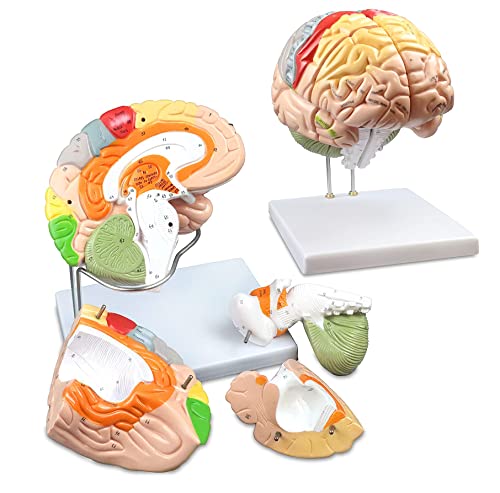 UIGJIOG Double Life Size Human Brain Modell 4-Teile Farbkodiertes Humanes Regionales Gehirn 130 Tasten Strukturelle Merkmale 9 Lebendige Farben, Um Die Verschiedenen Hirnfunktionen Zu Identifizieren von UIGJIOG