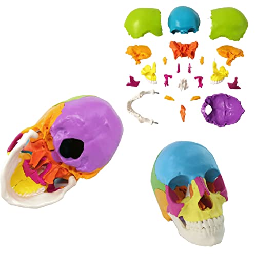 UIGJIOG Human Skull Modell Mit 22Teilen Menschlicher Schädel Modell Lebensgröße 9Farben Lackiertes 4D Humanes Anatomisches Schädelmodell Einfach Um Echte Knochendetails Montieren Interaktion Lehre von UIGJIOG