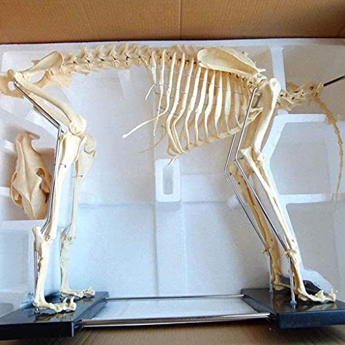 UIGJIOG Hund/Katze Anatomie Hund Skeleton Exemplar Modell Tier Anatomie Unterrichtsmodell, 4D Hundetier Modell Die Orgelbiologie Lehre Tierärzte Unterricht,Dog Natural von UIGJIOG