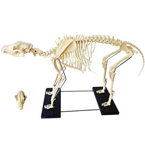 UIGJIOG Hundeskelett Tier-Skelett-Modell Bildungsmodell Großer Hund,Hündchen Skelett-Modell Hundeanatomie Veterinär-Demonstration Werkzeug Hund,64cmx10cmx30cm von UIGJIOG