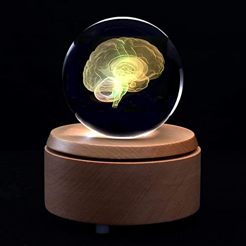 UIGJIOG Kristallglaskugel 3D Menschliches Gehirn Anatomisches Modell Briefbeschwerer Laser Geätzt Mit Bunten LED-Basis Wissenschaftsgeschenk,6x6x10cm von UIGJIOG