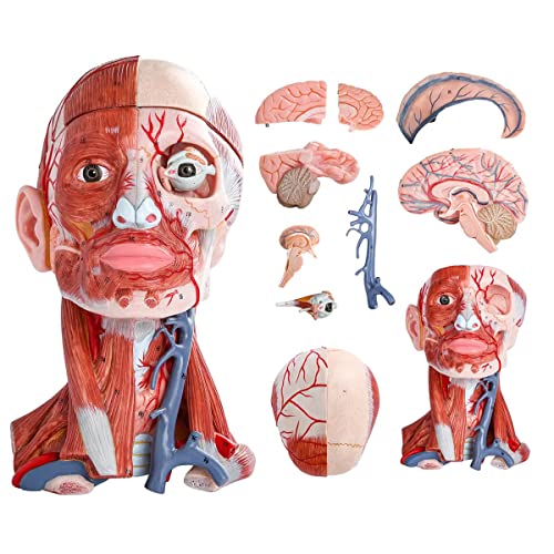UIGJIOG Life Size Human Head and Neck Anatomical Model Numbered 10 Part Anatomical Head and Neck Muscle with Vessels Nerves and Brain Model for Medical Physiology Study Research Teaching von UIGJIOG