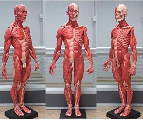 UIGJIOG Mensch Männlich 60CM Harz Schädel Anatomisches Modell Muskel Künstlerischer Körper Kunstunterricht des Skeletts Fleischmuskel Anatomie Oberflächlicher von UIGJIOG