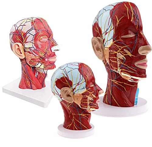 UIGJIOG Menschlicher Kopf Modell Gehirnmodell 3D Oberflächliches Neurovaskuläres Muskelmodell Anatomie-Modell Mit Halber Kopf, Muskulösen Anatomie, Venen, Arterien,Gehirn Und Wirbelsäule Anatomie von UIGJIOG