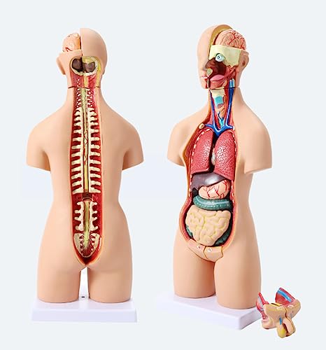 UIGJIOG Menschliches Anatomie-Torso-Modell 55Cm 4D-Anatomisches Montagemodell Organe Den Unterricht Bildung Schule Abnehmbares 19-Teiliges Anatomie Medizinisches Anatomisches Torso-Organmodell von UIGJIOG