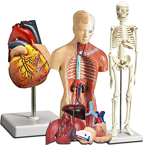 UIGJIOG Menschliches Herz, Torso und Skelett-Modelle 3D Anatomie-Modelle Beste Set-Studienwerkzeuge für Anatomie und Physiologie Studenten Lernkit für Kinder 3Pcs von UIGJIOG