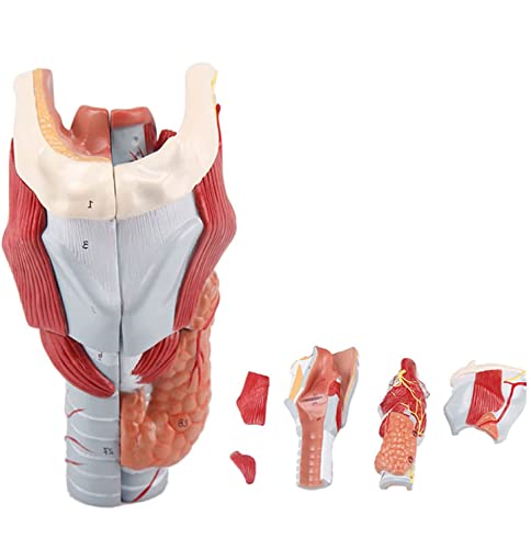 UIGJIOG Menschliches Kehlkopfmodell 2 x lebensgroßes Detatomisches Modell Kehlkopf Muskuläres Anatomisches Modell Abnehmbar 5 Teile 14 * 16 * 24 cm von UIGJIOG
